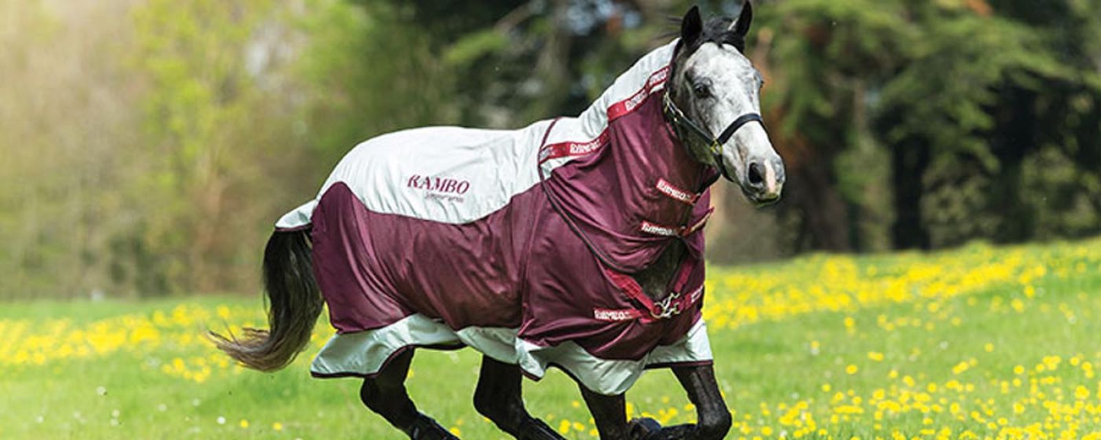 Horseware Ireland, z powodzeniem zakończył globalne wdrożenie Infor M3