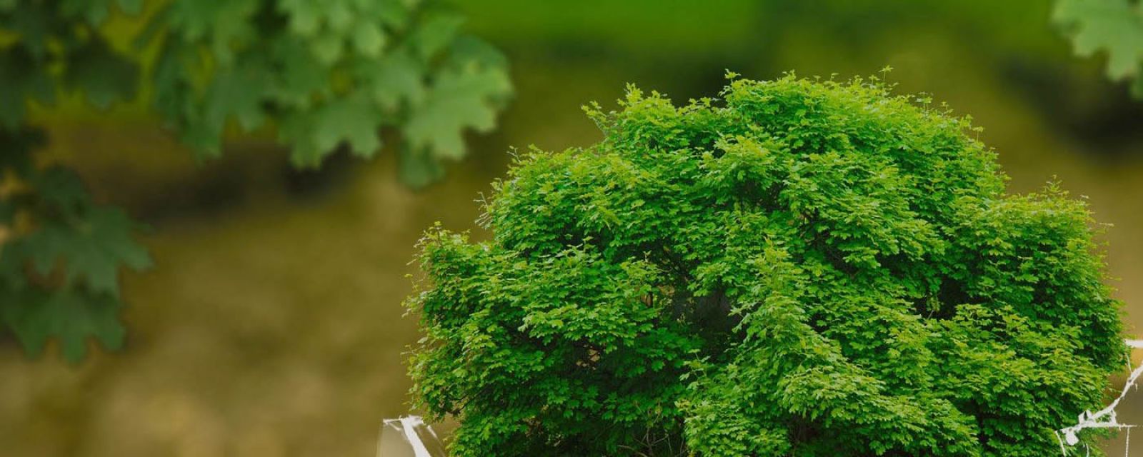 Biocent rozwija moce produkcyjne i inwestuje w IT