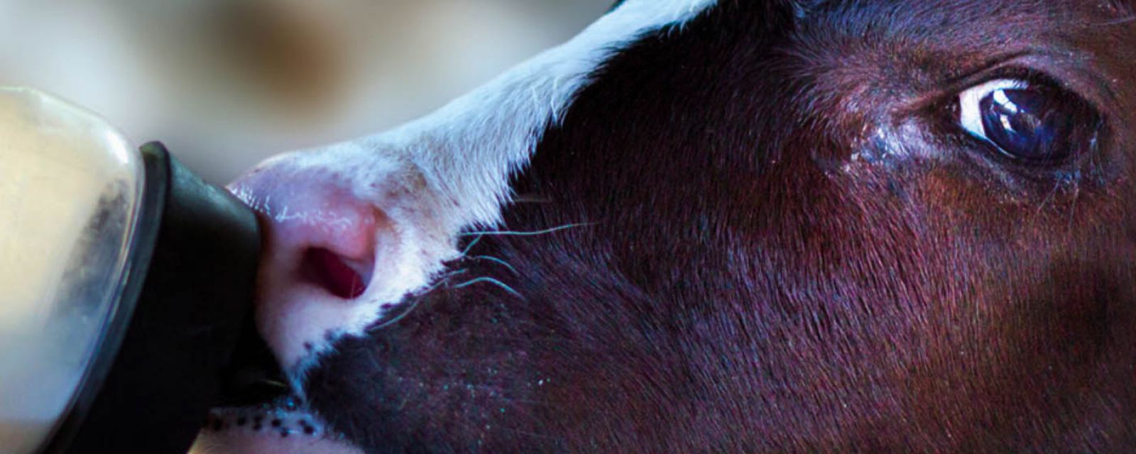 enova365 w Stacji Hodowli i Unasieniania Zwierząt